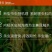 富美实康宽氯虫苯甲酰胺水稻玉米甘蔗螟虫蔗螟黏虫康宽杀