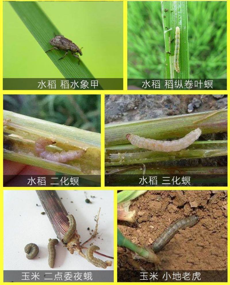 富美实康宽氯虫苯甲酰胺水稻玉米甘蔗螟虫蔗螟黏虫康宽杀