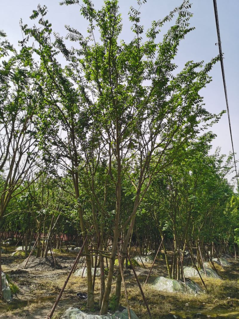 成都精品拼栽朴树、异性朴树欢迎咨询、实地考察