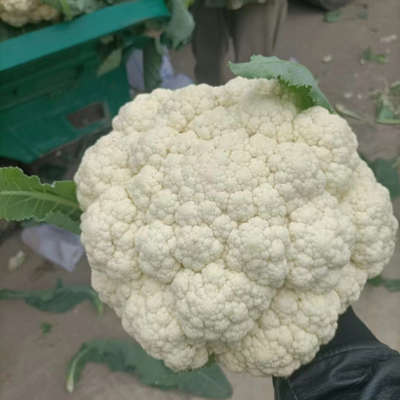 【实力】松花菜白面青梗有机花菜大量新鲜供应，对接全国商超