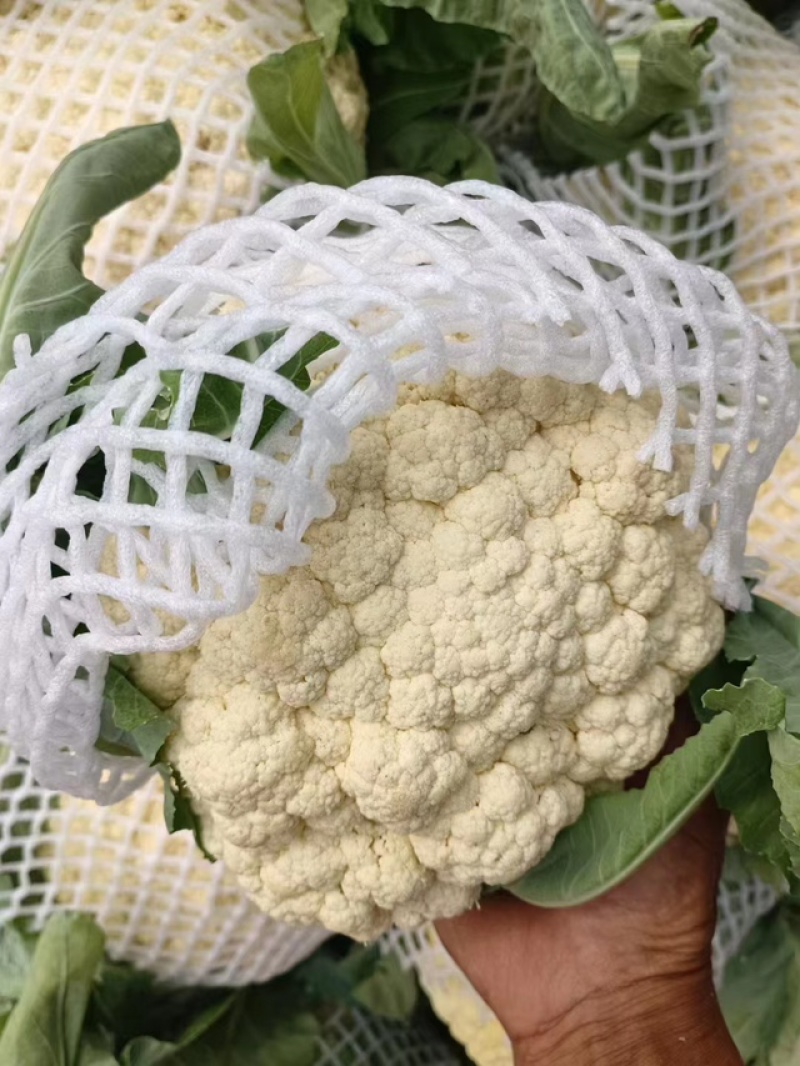 【实力】松花菜白面青梗有机花菜大量新鲜供应，对接全国商超