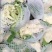 【实力】松花菜白面青梗有机花菜大量新鲜供应，对接全国商超