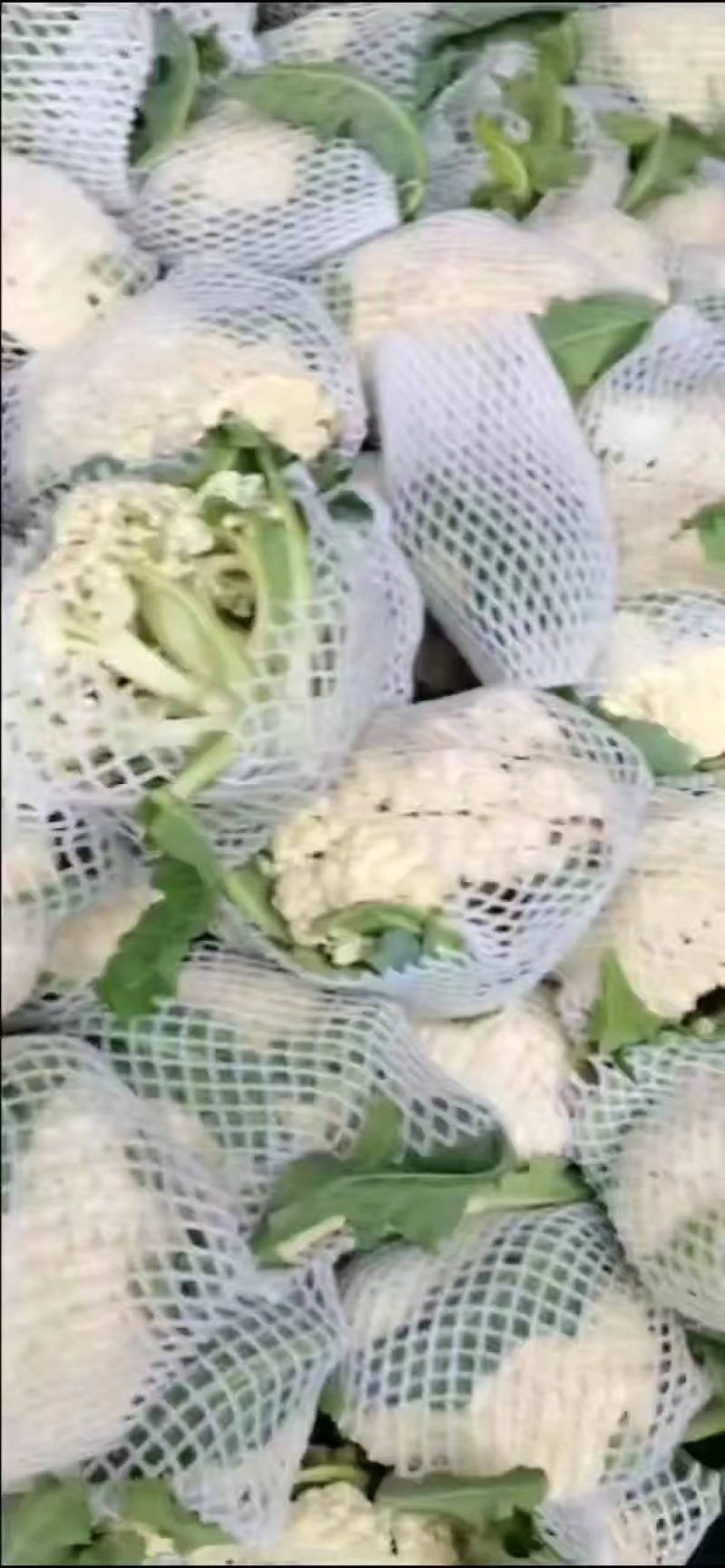【实力】松花菜白面青梗有机花菜大量新鲜供应，对接全国商超