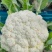 【实力】松花菜白面青梗有机花菜大量新鲜供应，对接全国商超