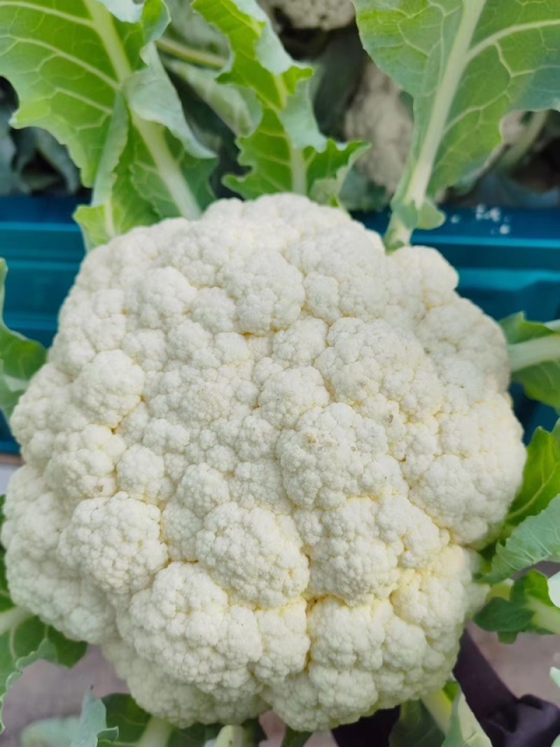 【实力】松花菜白面青梗有机花菜大量新鲜供应，对接全国商超