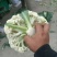 【实力】松花菜白面青梗有机花菜大量新鲜供应，对接全国商超