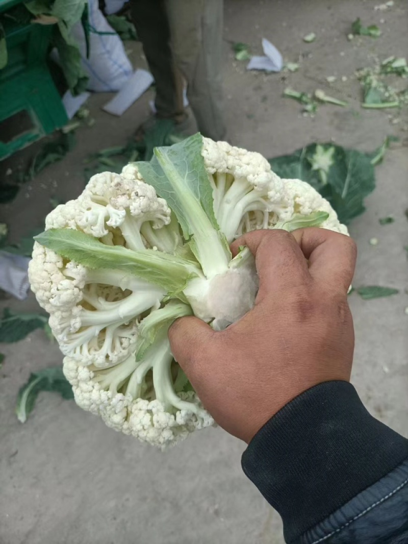 【实力】松花菜白面青梗有机花菜大量新鲜供应，对接全国商超