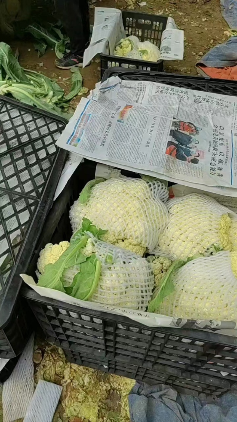 【实力】松花菜白面青梗有机花菜大量新鲜供应，对接全国商超