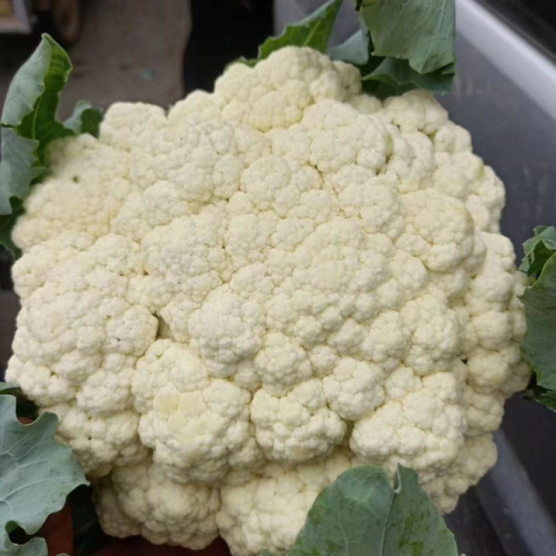 【实力】松花菜白面青梗有机花菜大量新鲜供应，对接全国商超