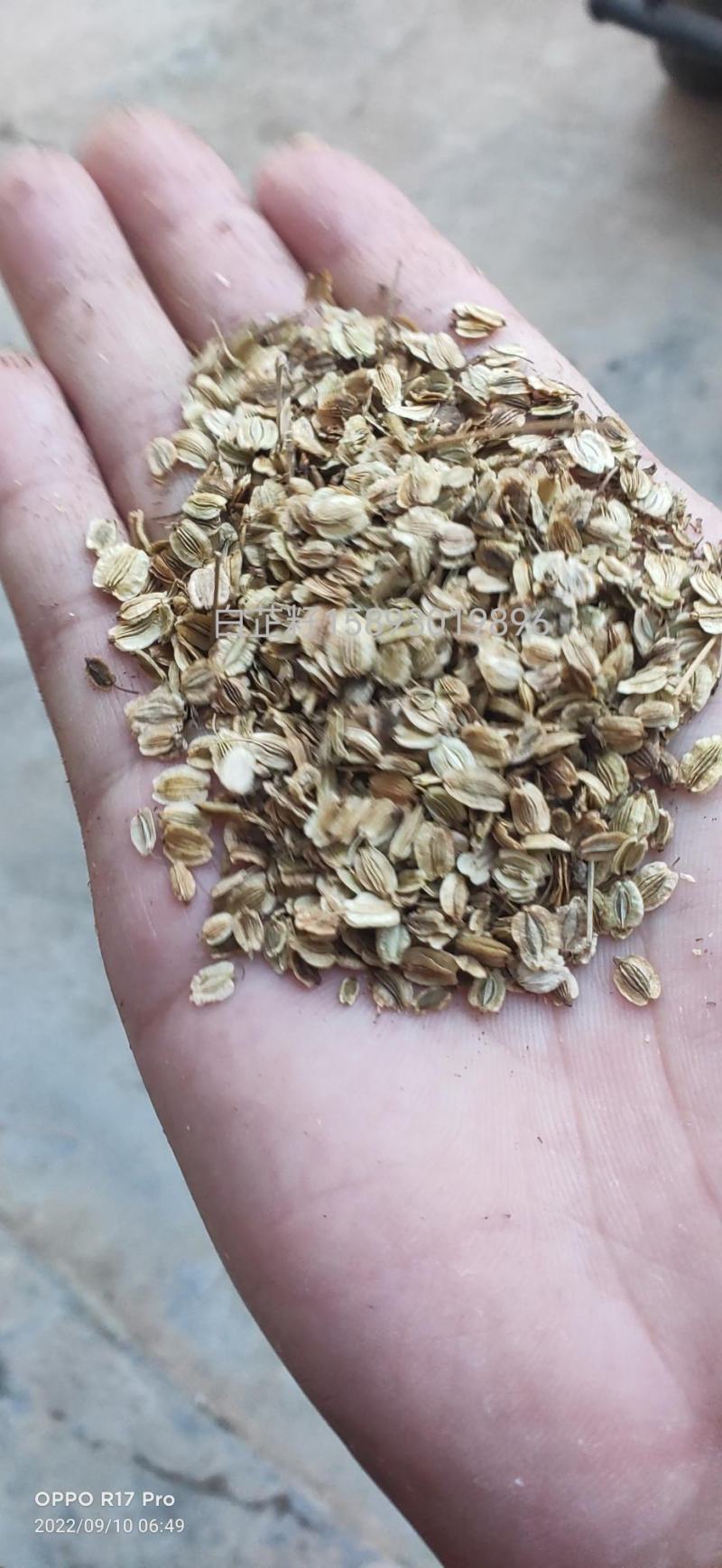 基地直供优质白芷籽