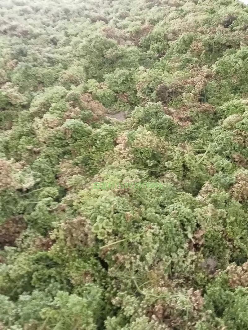 基地直供优质白芷籽