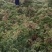基地直供优质白芷籽