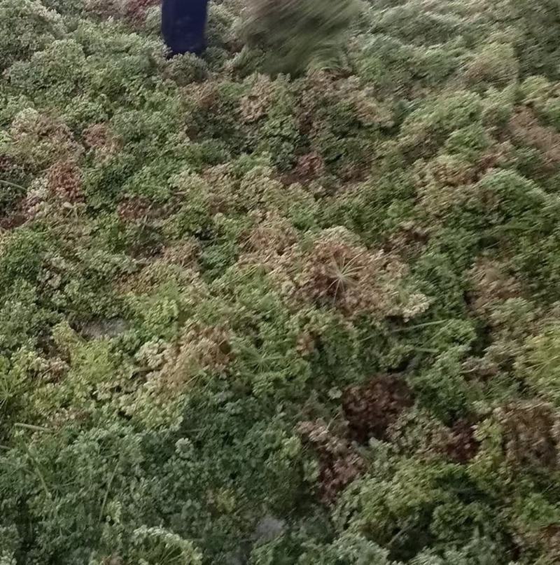 基地直供优质白芷籽