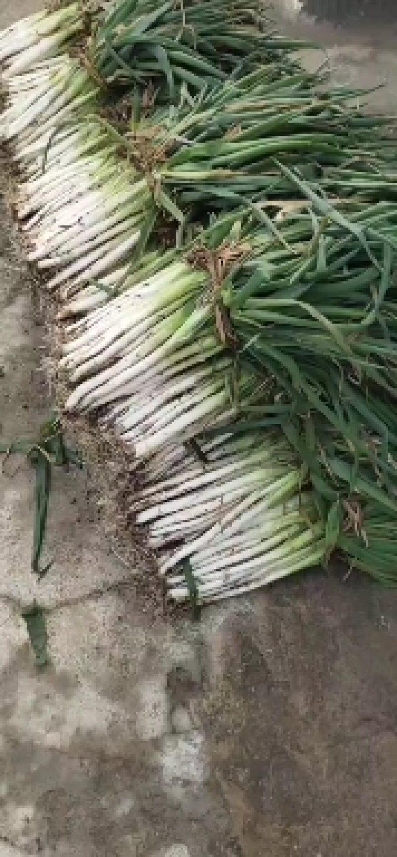 【大葱】唐河精品黄葱长白大葱品相好价格优欢迎咨询