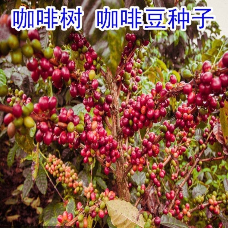新采咖啡豆种子咖啡树种子日常饮用植物种子阳台观赏盆栽