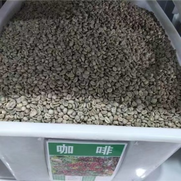 新采咖啡豆种子咖啡树种子日常饮用植物种子阳台观赏盆栽