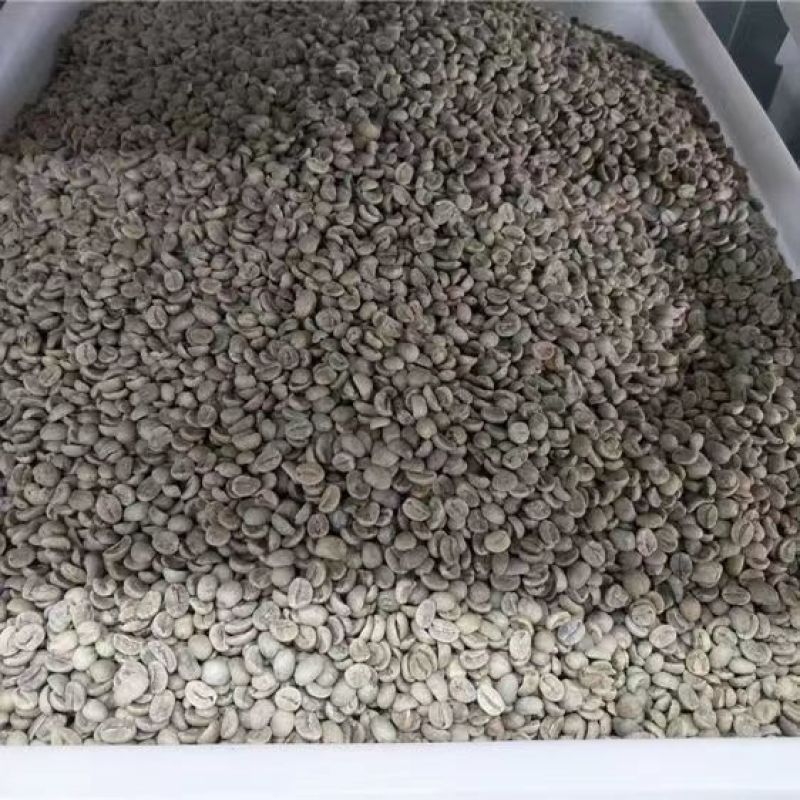 新采咖啡豆种子咖啡树种子日常饮用植物种子阳台观赏盆栽