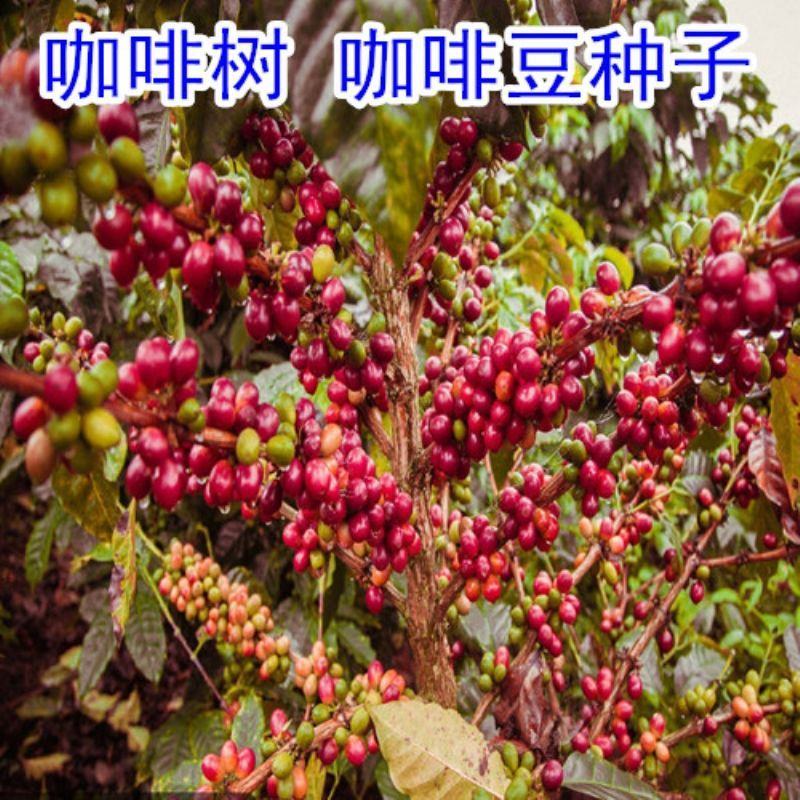 新采咖啡豆种子咖啡树种子日常饮用植物种子阳台观赏盆栽