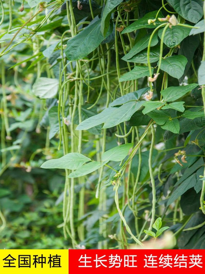 帮达二号长豇豆种子长豆角种子豇豆新品种耐高温适应性强