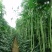 帮达二号长豇豆种子长豆角种子豇豆新品种耐高温适应性强