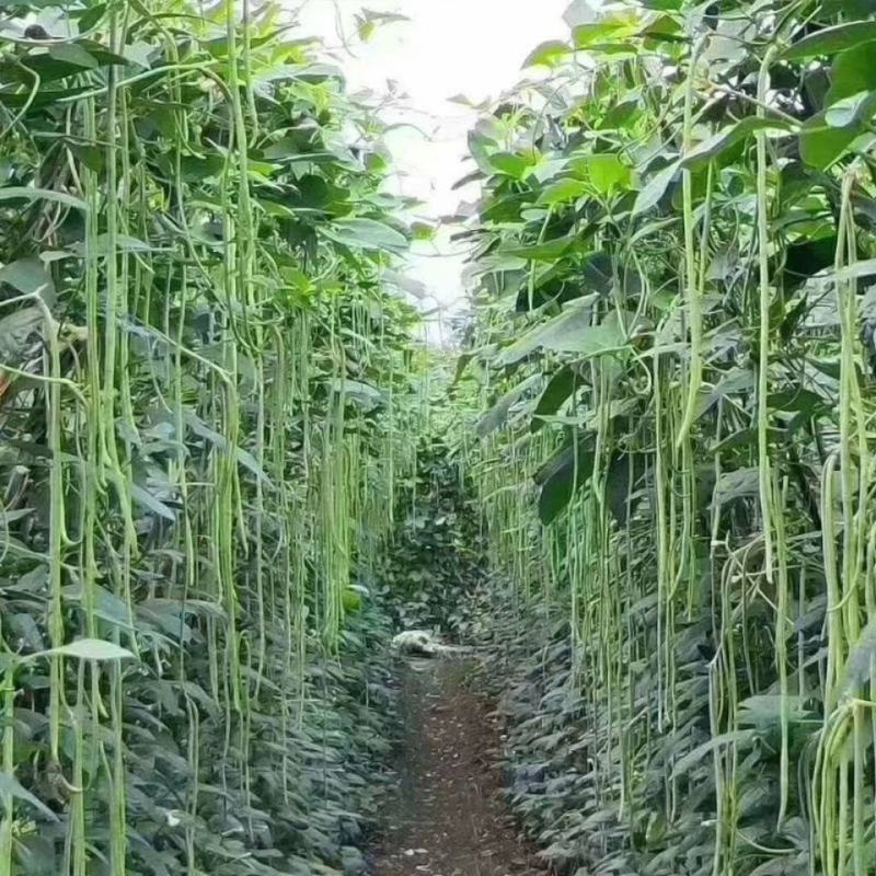 帮达二号长豇豆种子长豆角种子豇豆新品种耐高温适应性强