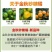 包邮【批发价】正宗金秋沙糖桔砂糖橘子批发薄皮10斤蜜桔