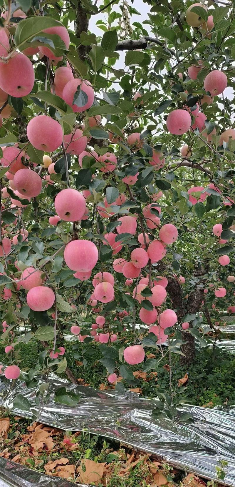 【苹果】山东红富士苹果产地口感脆甜多汁产地直供批发