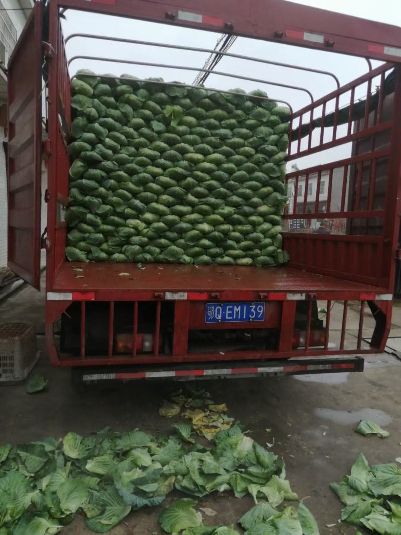 湖北精品京丰一号甘蓝产地直发大量现货，**京丰甘兰供应