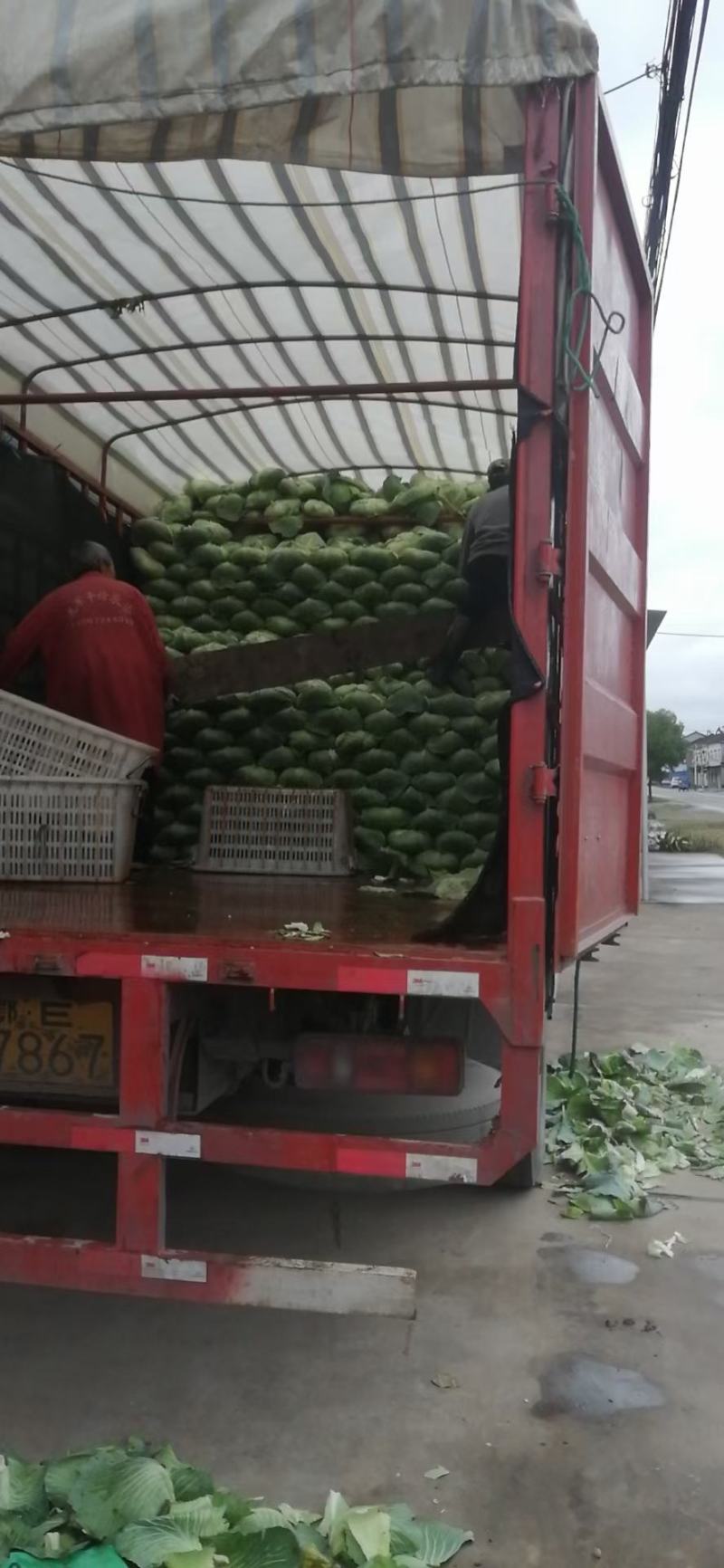 湖北精品京丰一号甘蓝产地直发大量现货，**京丰甘兰供应
