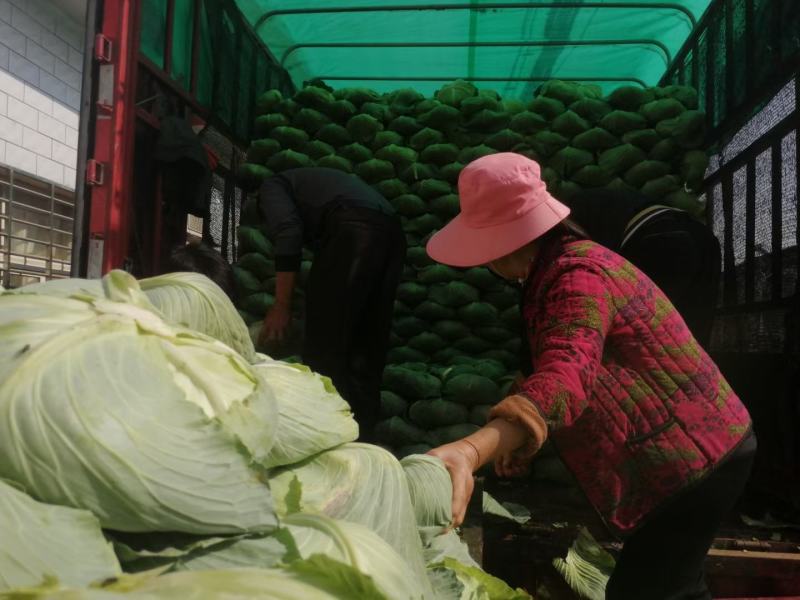 湖北精品京丰一号甘蓝产地直发大量现货，**京丰甘兰供应