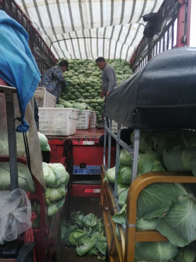 湖北精品京丰一号甘蓝产地直发大量现货，**京丰甘兰供应