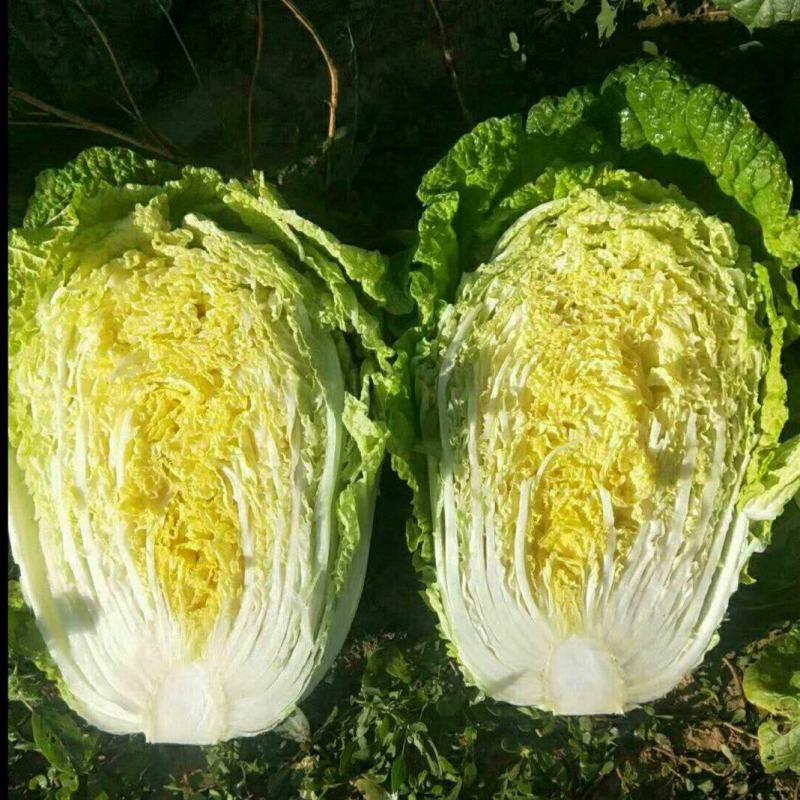 精品黄心大白菜