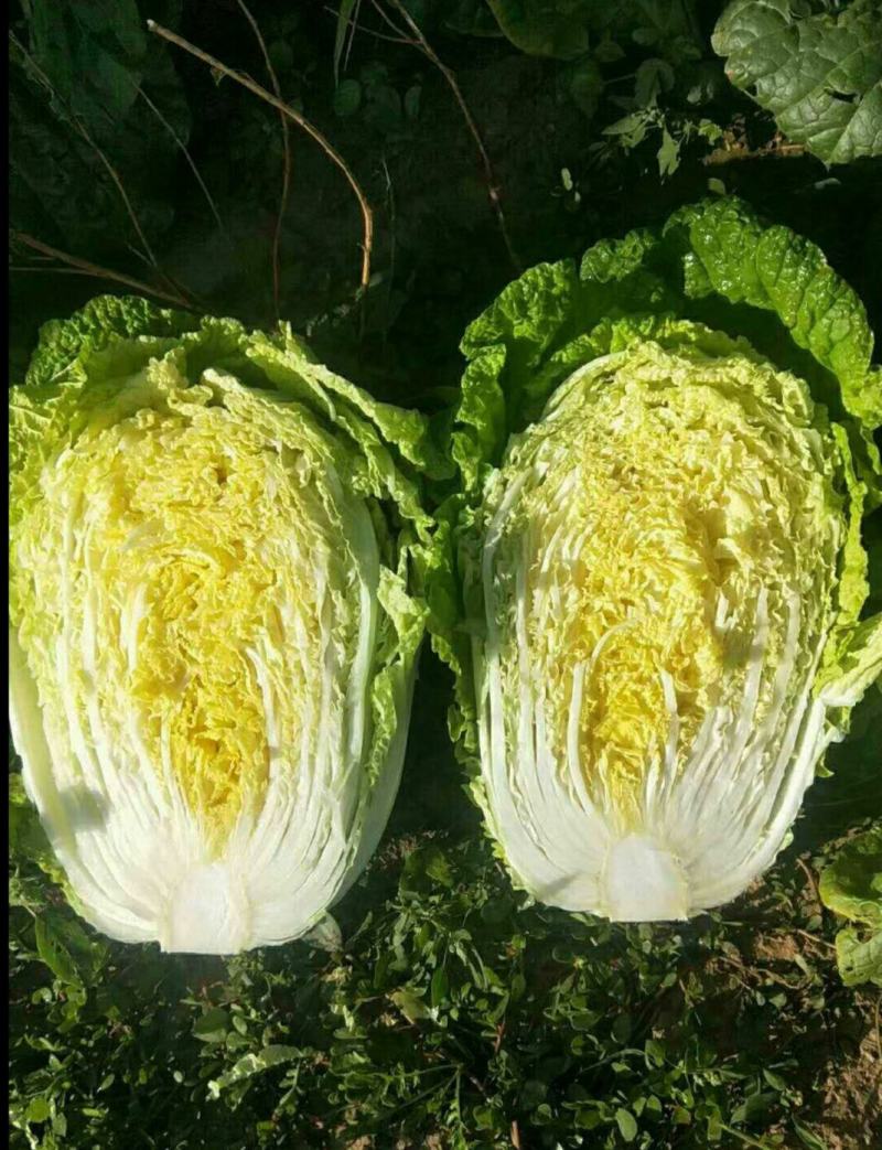 精品黄心大白菜