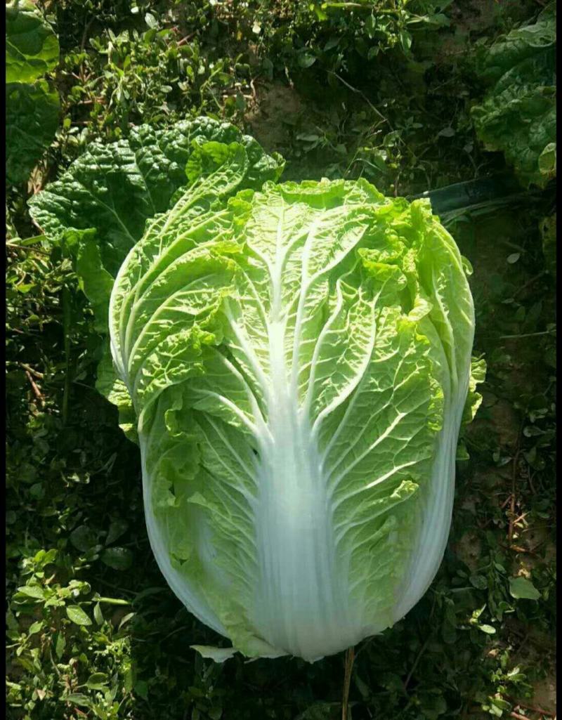 精品黄心大白菜
