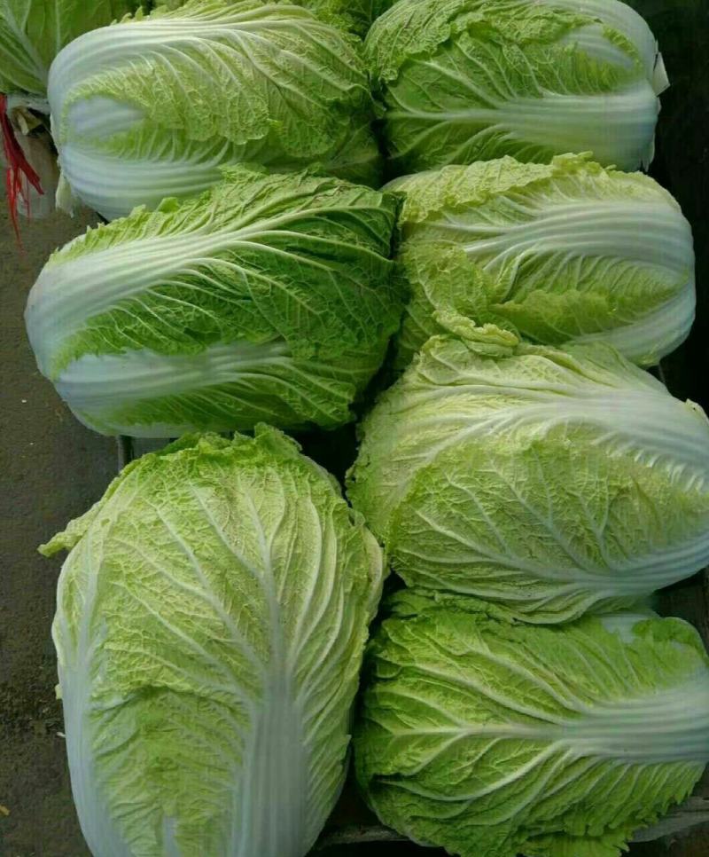 精品黄心大白菜
