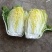精品黄心大白菜