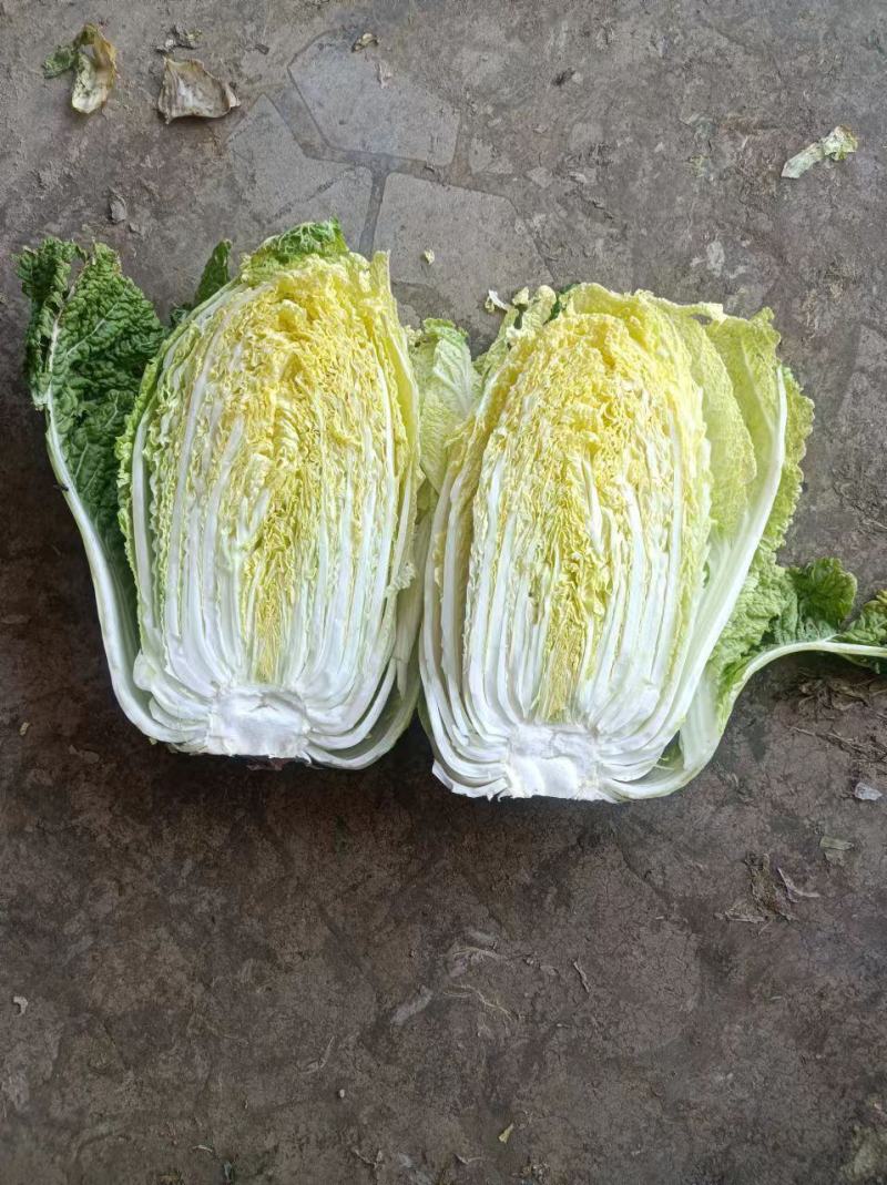 精品黄心大白菜