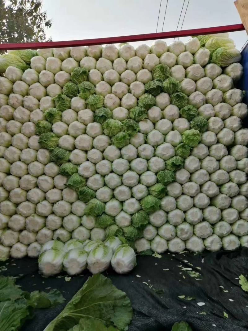 精品黄心大白菜