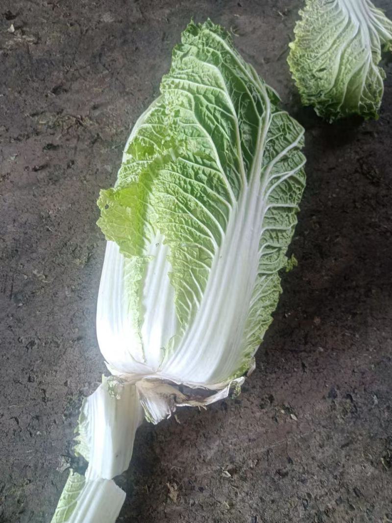 精品黄心大白菜