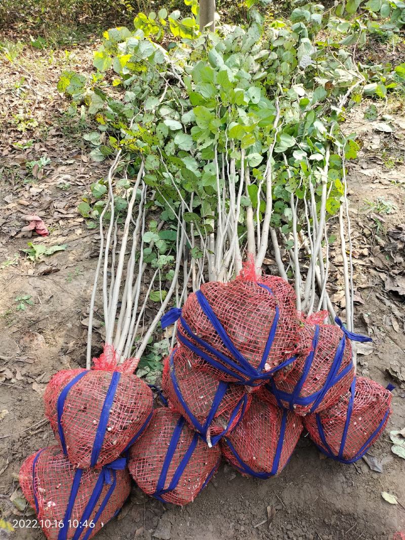 丛生紫槿(园林小区绿化紫槿量大规格齐全)