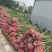丛生紫槿(园林小区绿化紫槿量大规格齐全)