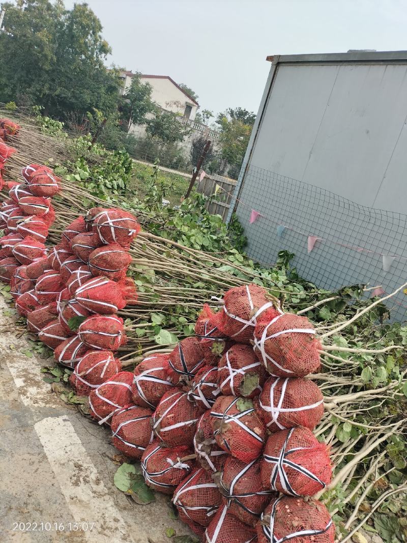 丛生紫槿(园林小区绿化紫槿量大规格齐全)
