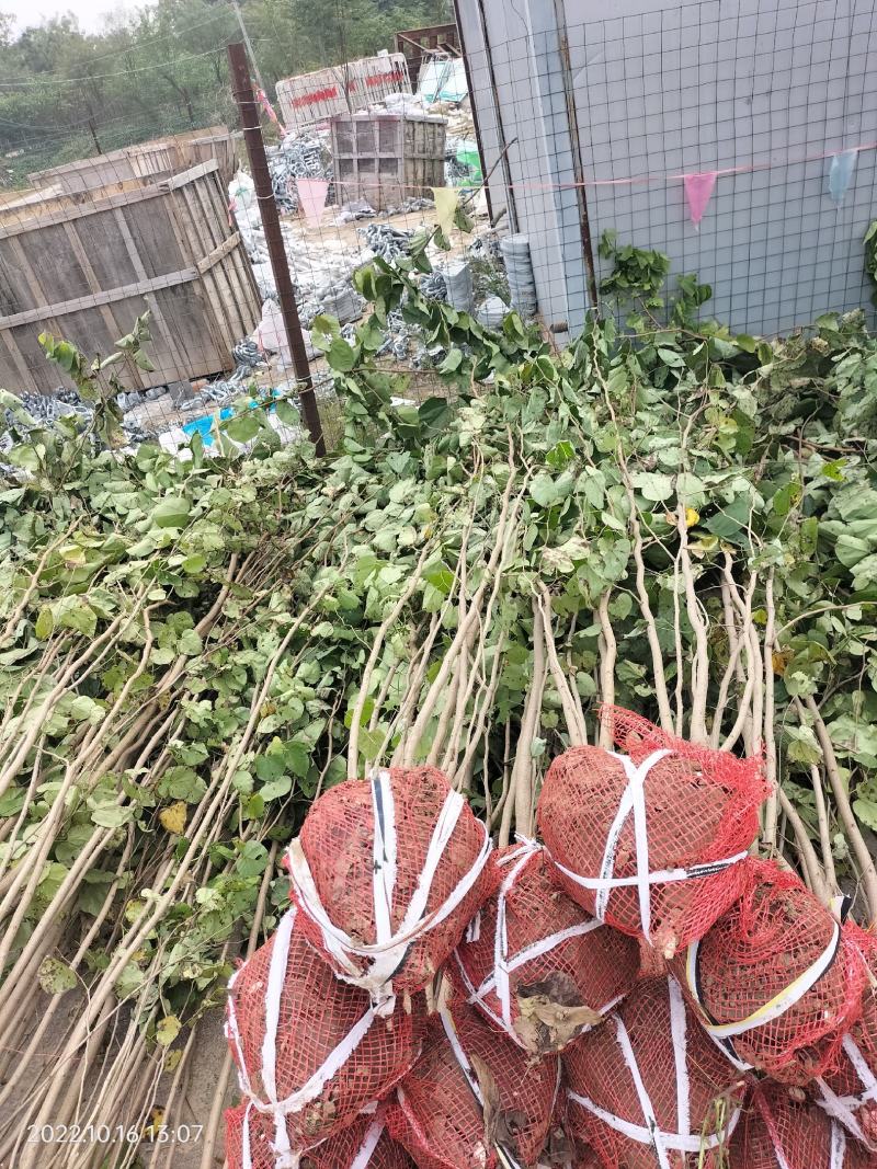 丛生紫槿(园林小区绿化紫槿量大规格齐全)