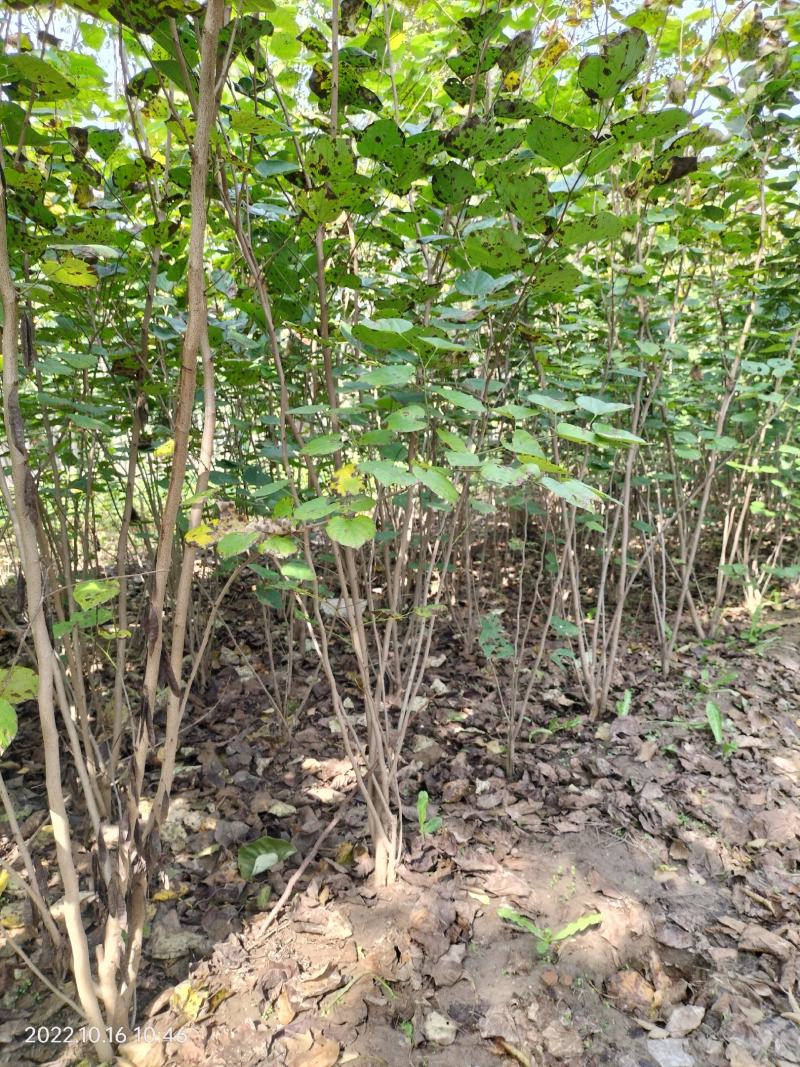 丛生紫槿(园林小区绿化紫槿量大规格齐全)