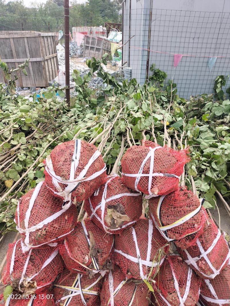 丛生紫槿(园林小区绿化紫槿量大规格齐全)