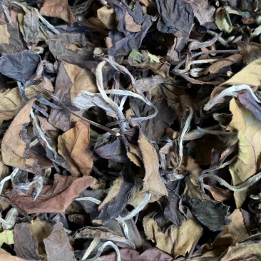 大家好，我这边是生产福鼎白茶的厂家有需要福鼎白茶的联系我