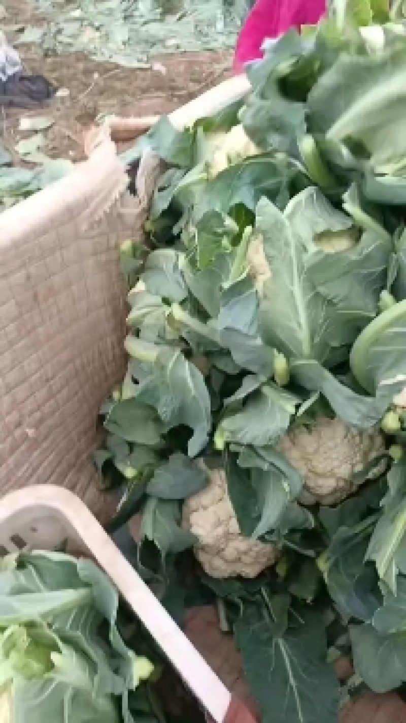 精品菜花，质量保证，产地直发，量大从优可视频看货