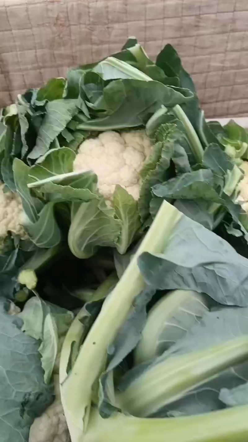 精品菜花，质量保证，产地直发，量大从优可视频看货