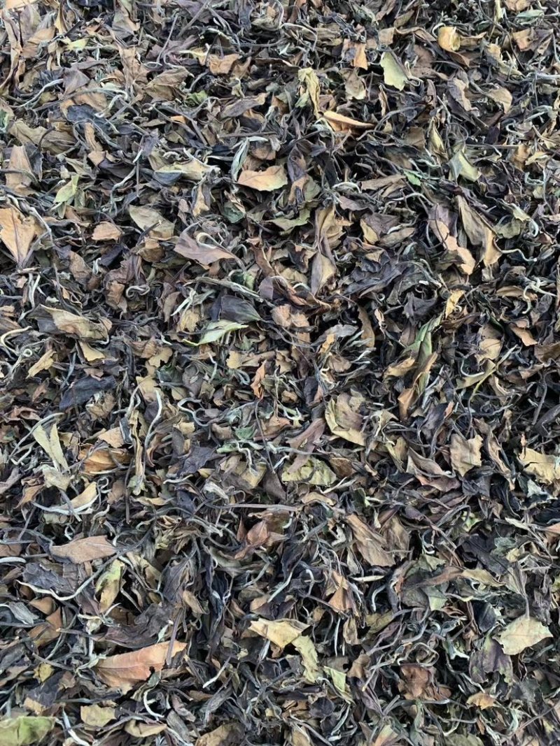 大家好，我这边是生产福鼎白茶的厂家有需要福鼎白茶的联系我