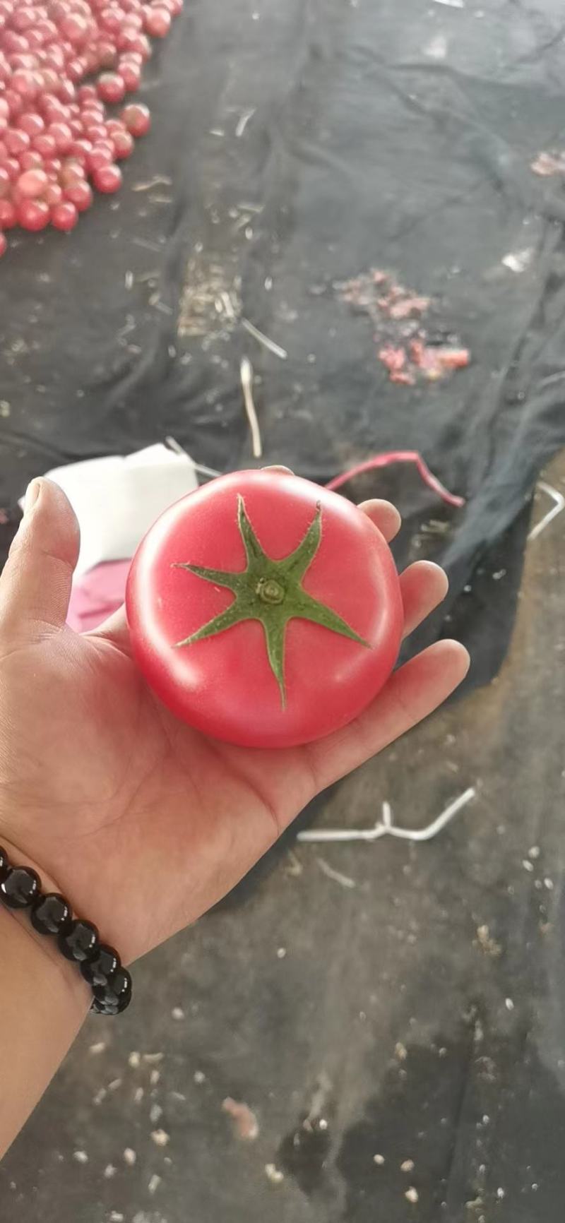 精品串果单果硬粉果形漂亮电商平台大型超市供